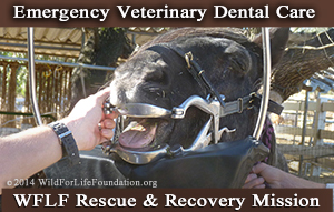 WFLF Emergency Vet Dental Care Services for rescued mustang